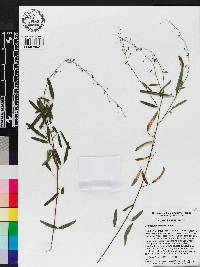 Desmodium strictum image