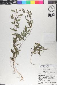 Galactia minor image