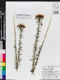 Dalea pinnata image