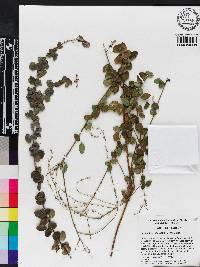 Desmodium ciliare image