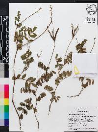 Tephrosia spicata image