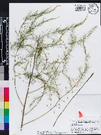 Asparagus officinalis image