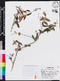 Berchemia scandens image