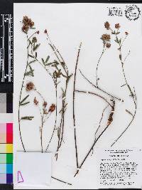 Lespedeza angustifolia image