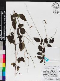 Desmodium laevigatum image