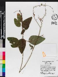 Desmodium floridanum image