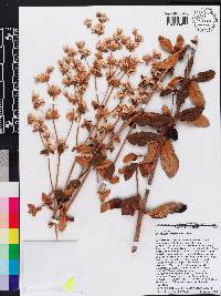 Eriogonum tomentosum image