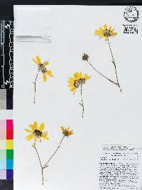 Helianthus angustifolius image