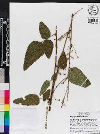 Desmodium floridanum image