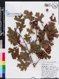 Quercus margarettae image