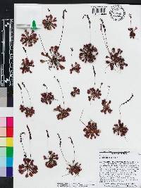 Drosera capillaris image