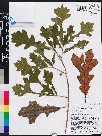 Quercus lyrata image