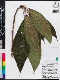 Miconia subhirsuta image