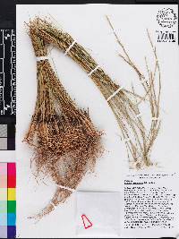 Aristida stricta image