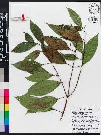 Miconia axillaris image
