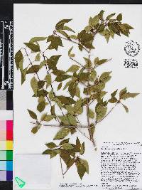 Forestiera acuminata image