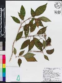 Miconia cooperi image