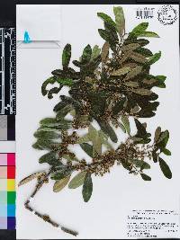 Ilex cassine image