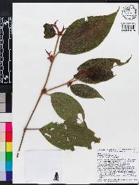 Miconia erythropogon image