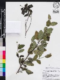 Cordia rupicola image
