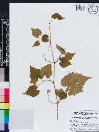 Vitis vulpina image