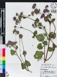 Ageratum houstonianum image