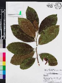 Ehretia tinifolia image