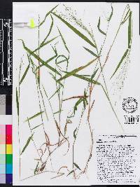 Kellochloa verrucosa image