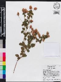 Lespedeza hirta image