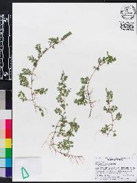 Desmodium triflorum image