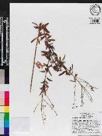 Desmodium marilandicum image