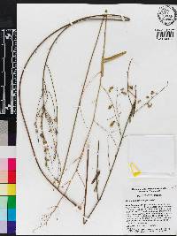 Desmodium strictum image