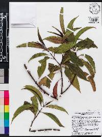 Miconia axillaris subsp. axillaris image