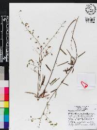 Desmodium strictum image