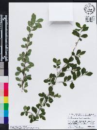 Crataegus aestivalis image