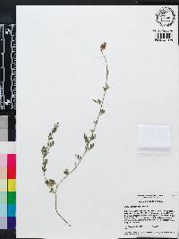 Dalea carnea var. gracilis image