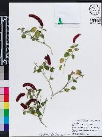 Acalypha herzogiana image