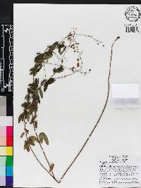 Desmodium marilandicum image