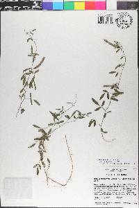 Galactia minor image