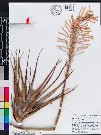 Aloe arborescens image