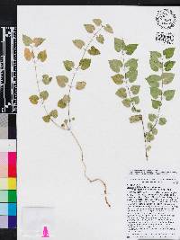 Matelea pubiflora image