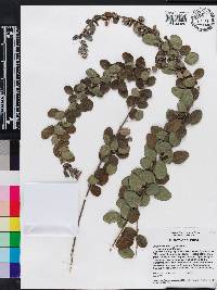 Lespedeza hirta image