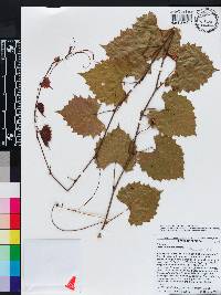 Vitis rotundifolia image