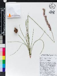 Liatris tenuifolia image