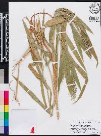 Urochloa adspersa image