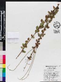 Desmodium marilandicum image