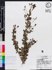 Lespedeza hirta image