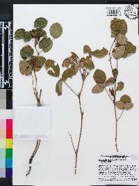 Rhynchosia tomentosa var. tomentosa image