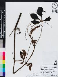 Tetrastigma voinierianum image