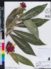 Costus barbatus image